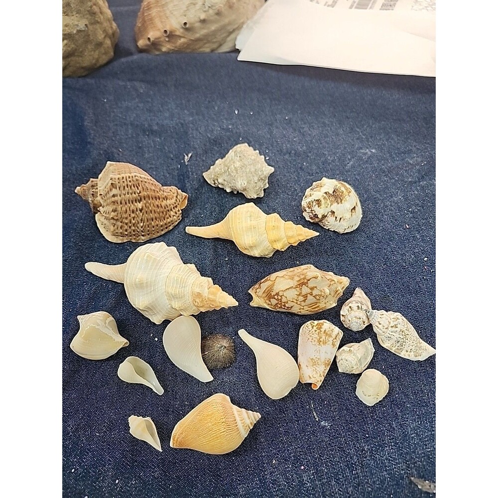 Lot of 18 Sea Shells with Conch